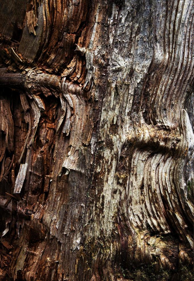 textura de madera rústica foto