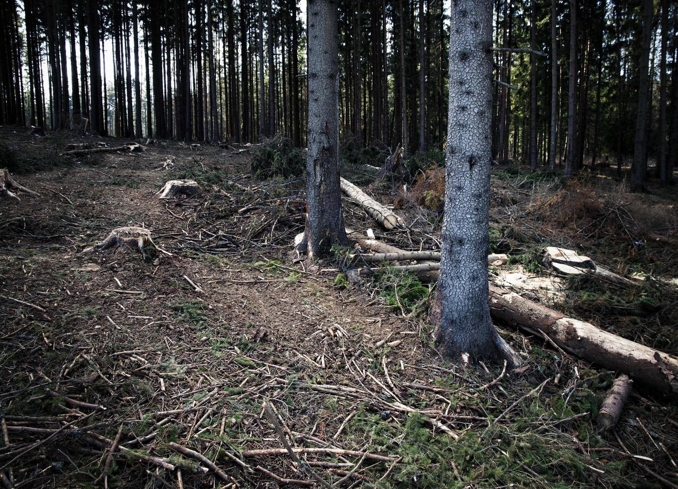 View of disforestation photo