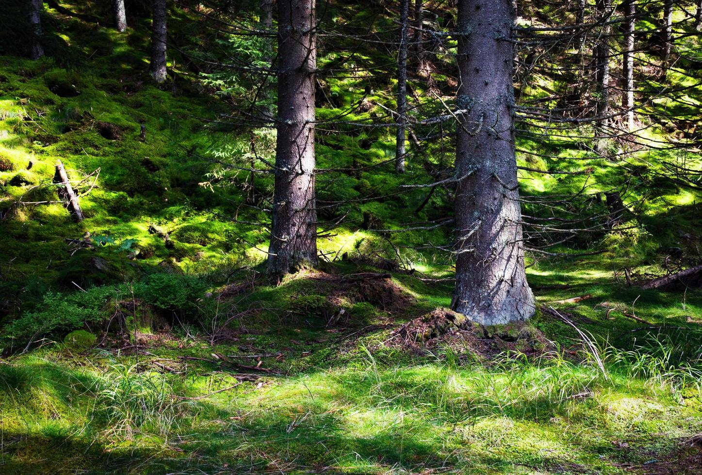 Trees in a meadow photo