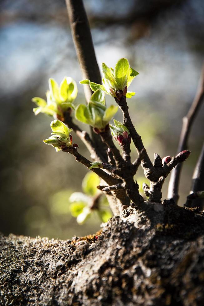 Young apple shoots photo