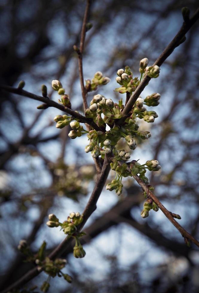 Apple tree with buds photo