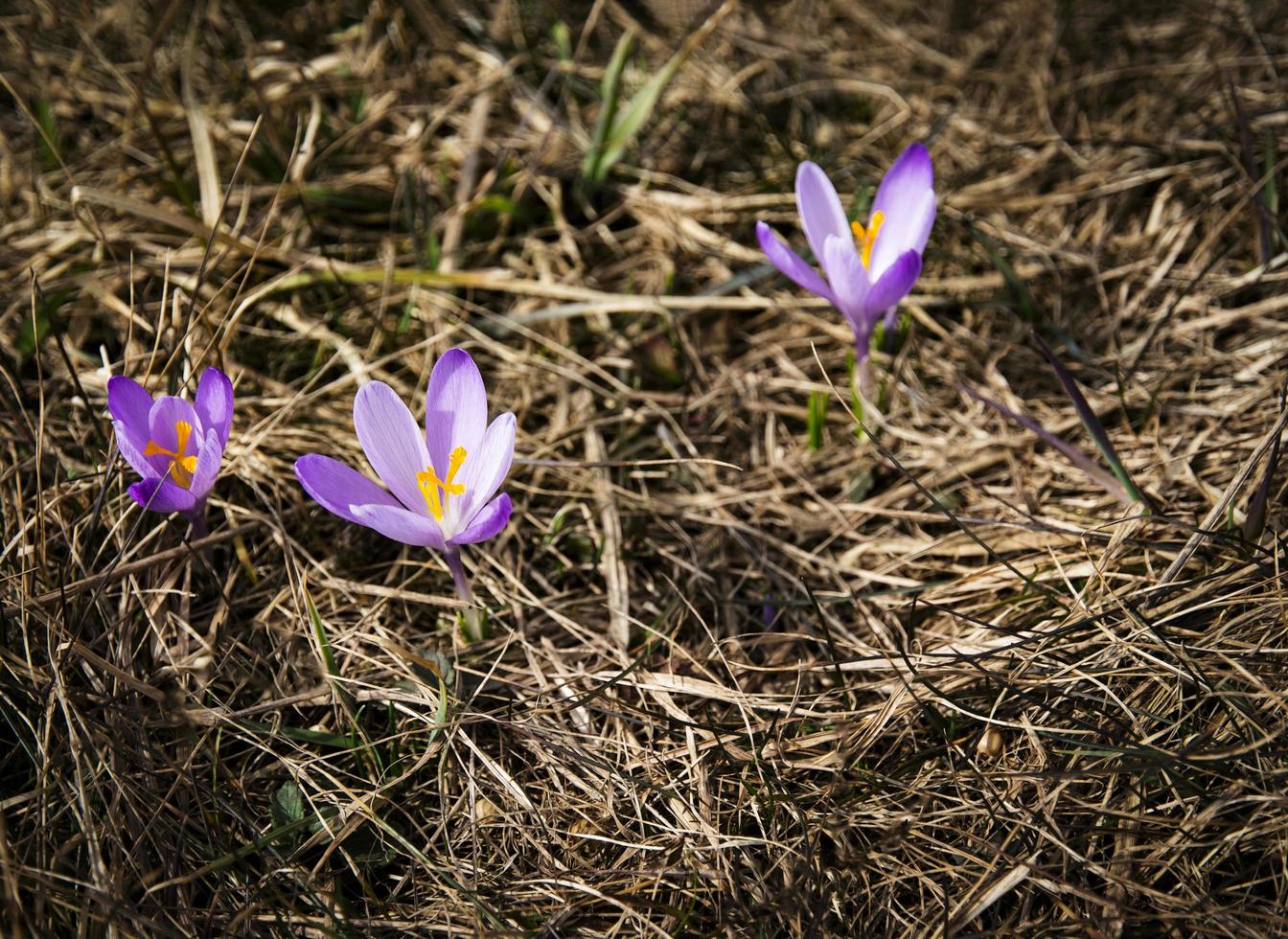 Crocus flowers on the ground photo