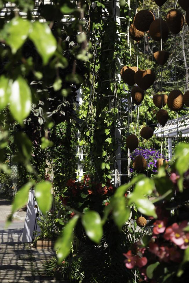 variedad de plantas de verano en el exterior foto