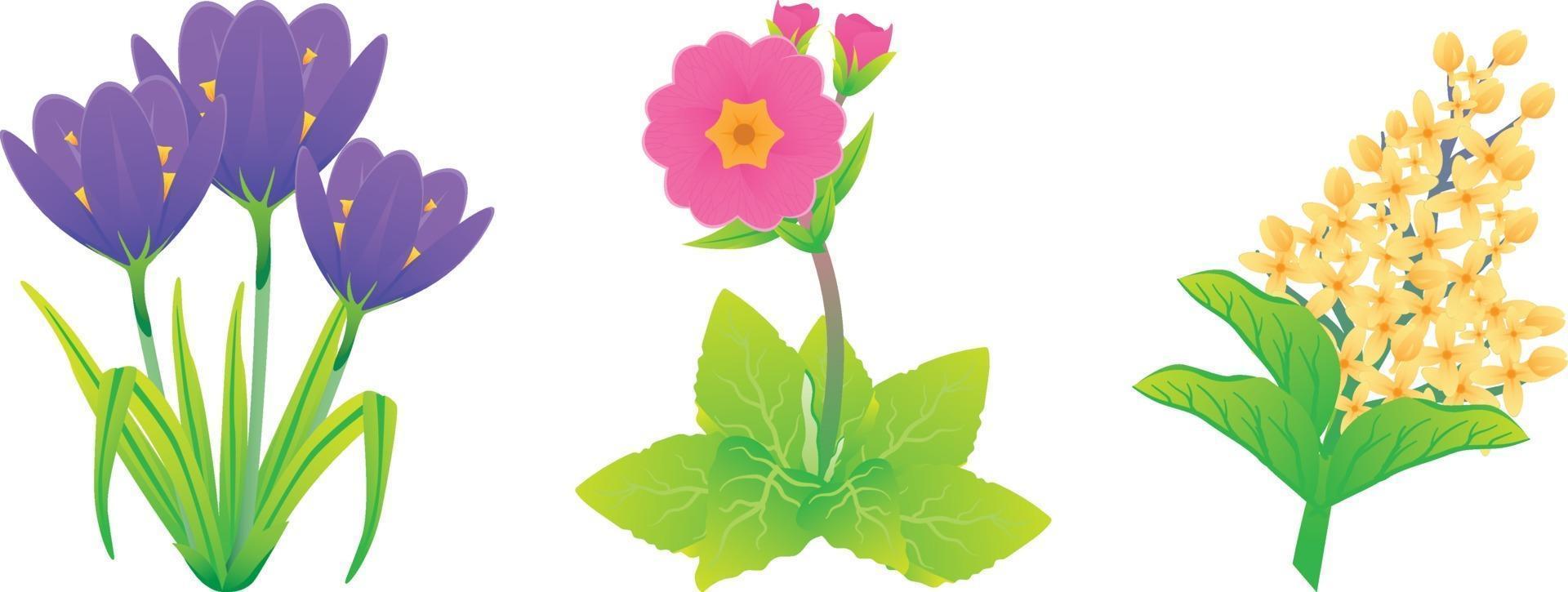 Set of flower illustrations vector