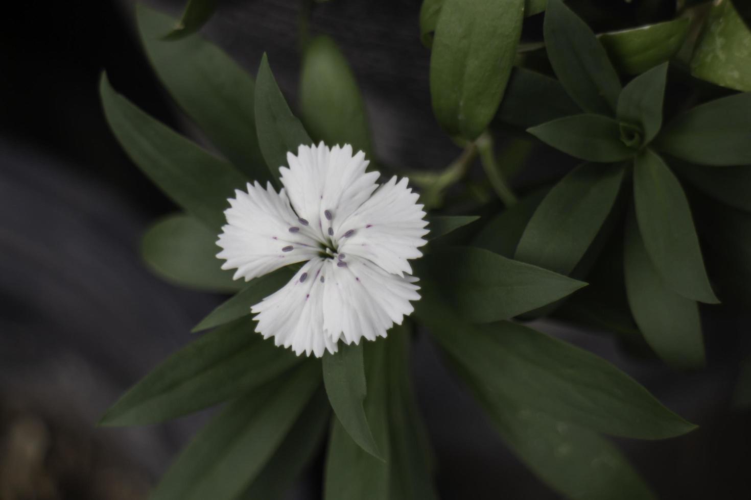 White flower blossom photo