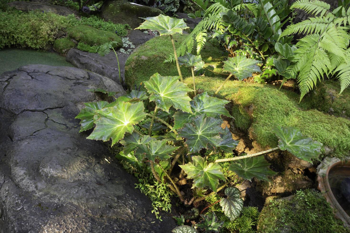 plantas en el jardin foto