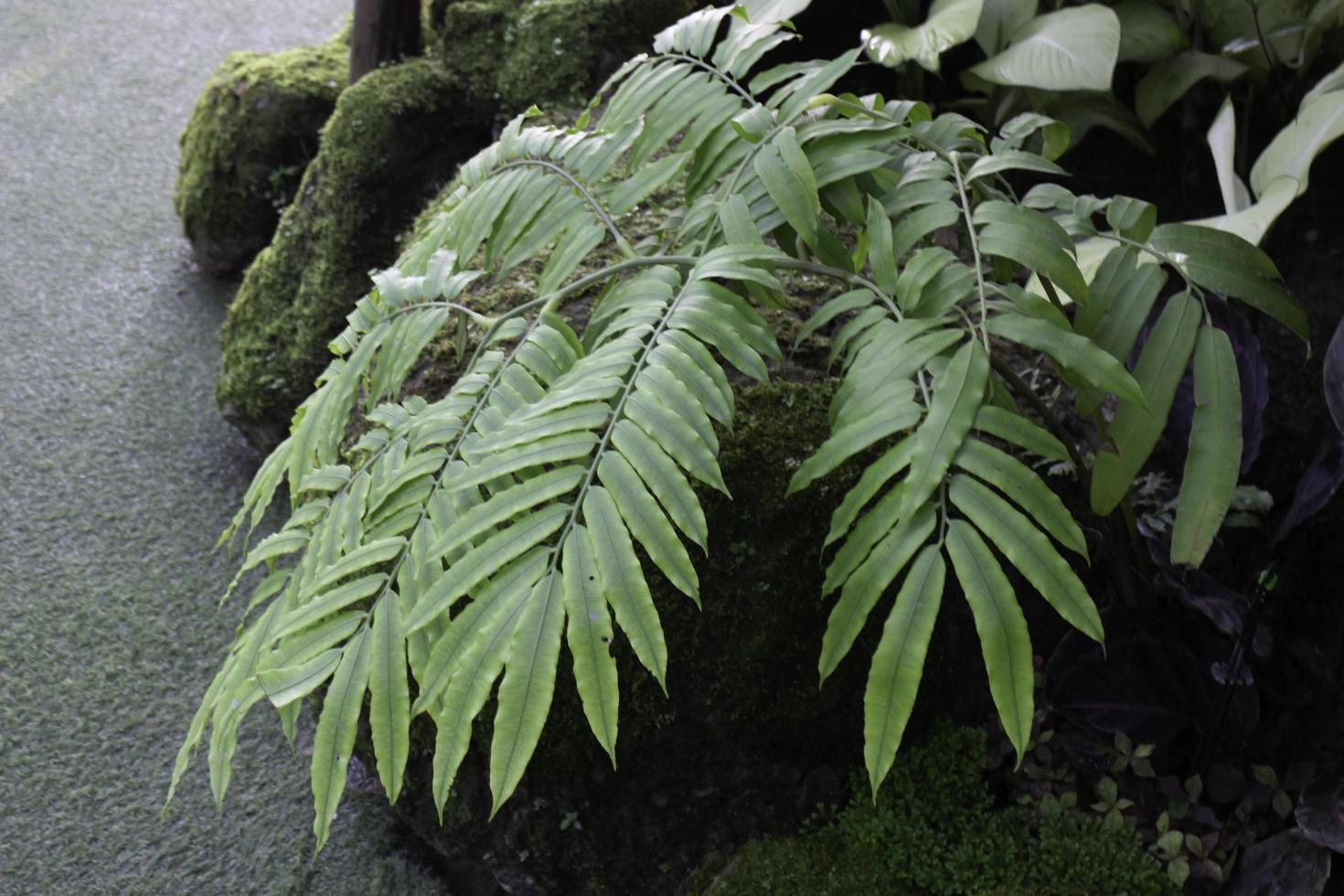 Plants in the garden photo