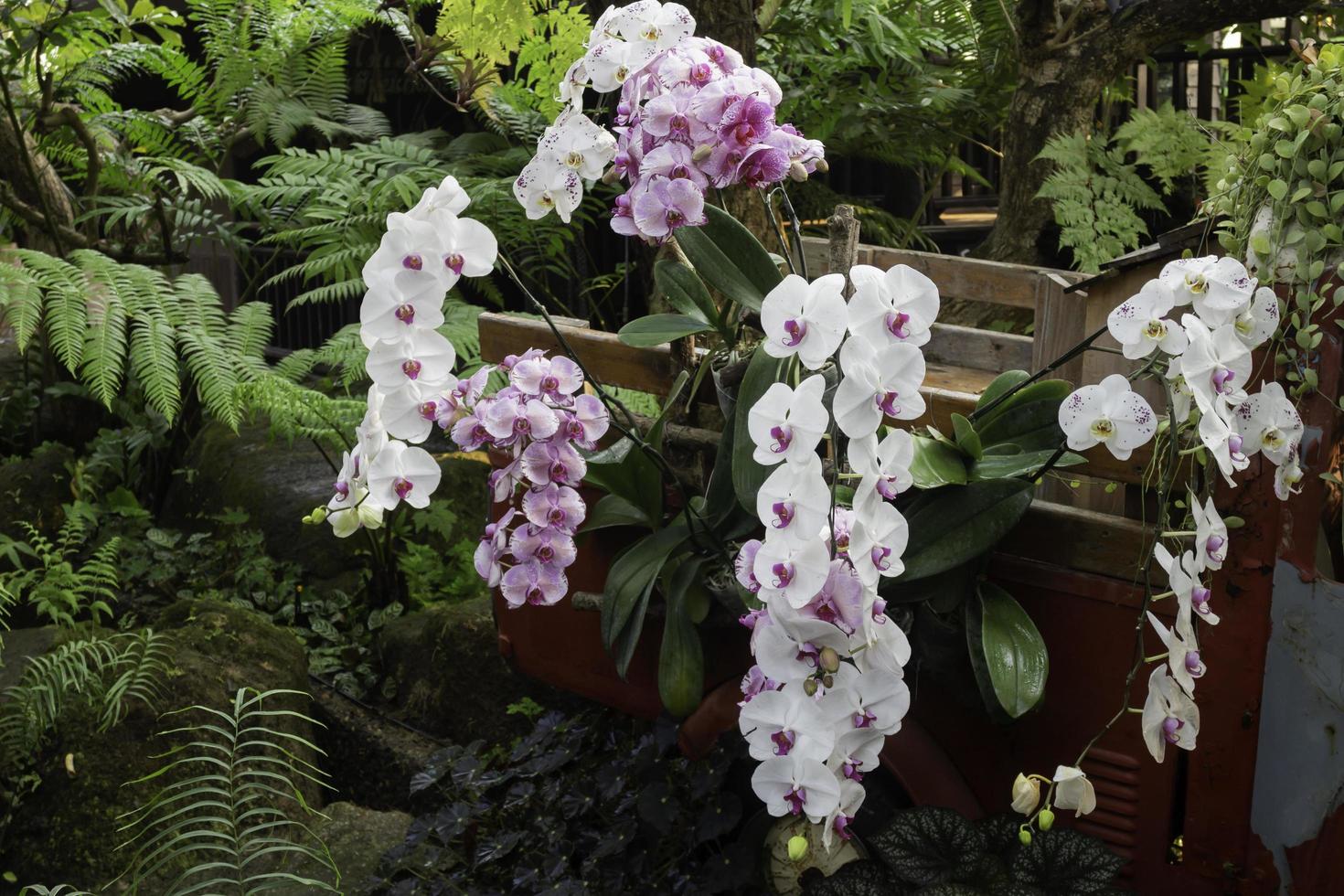Plants in the garden photo