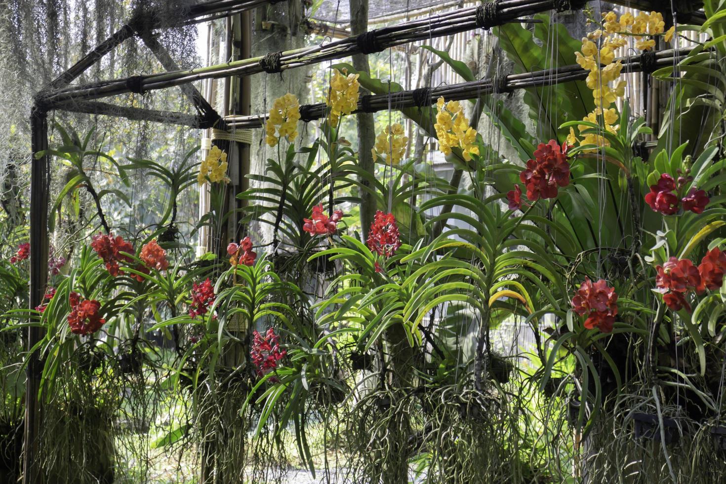 Colorful orchid farm photo