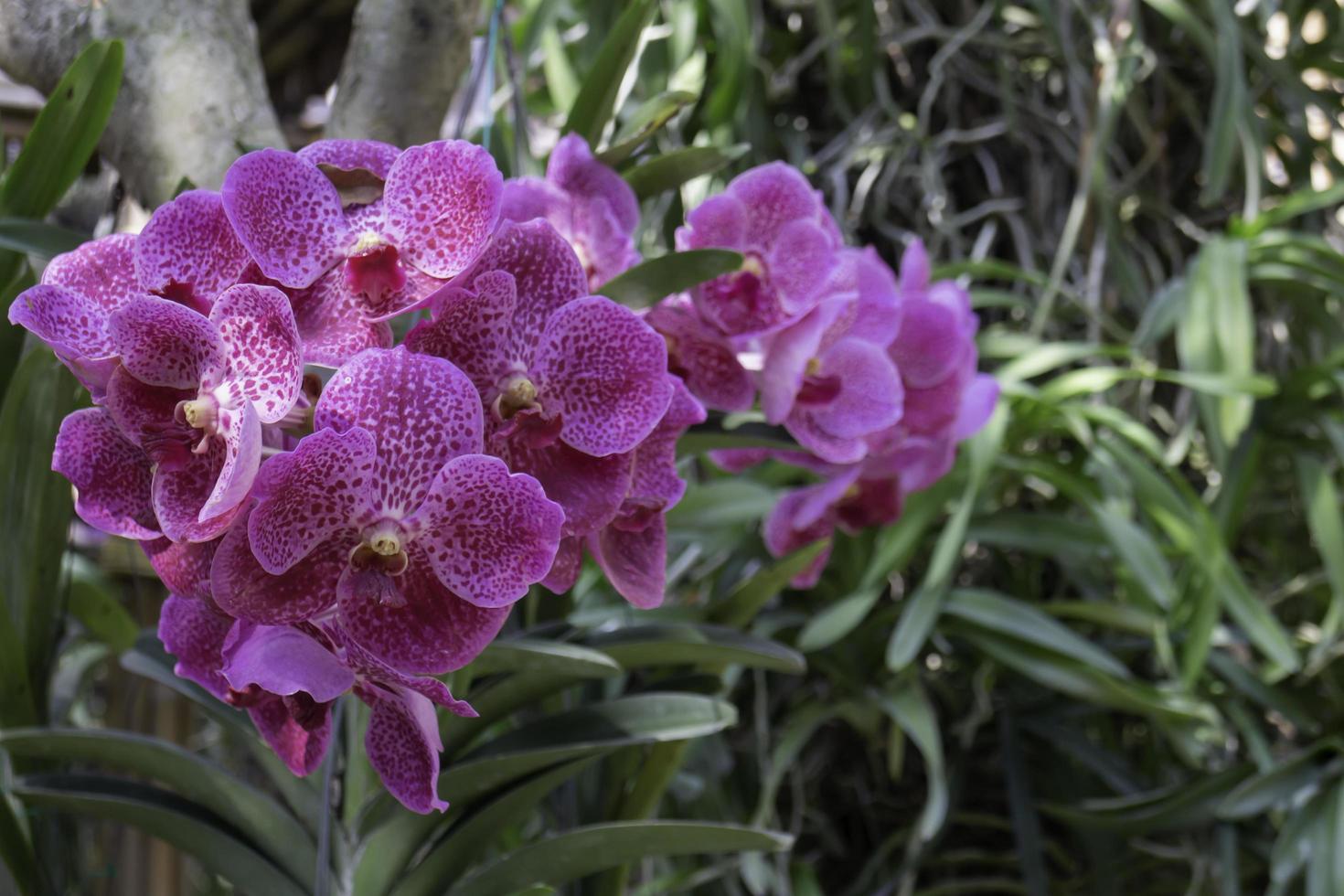 Pink flower in the garden photo