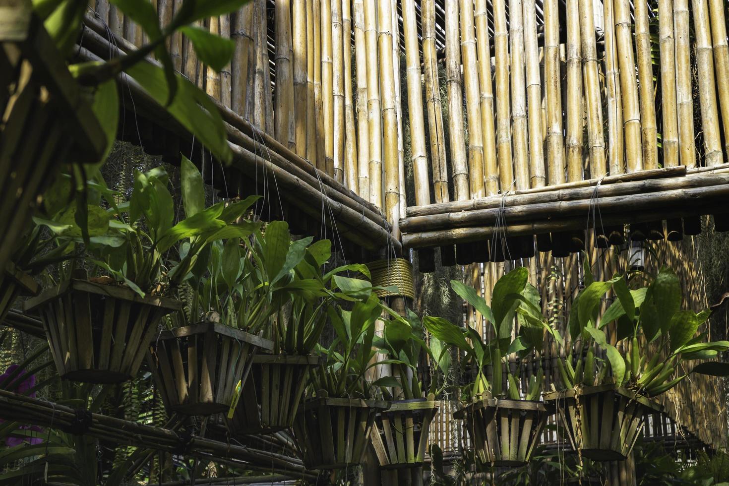 plantas colgantes en el jardín. foto