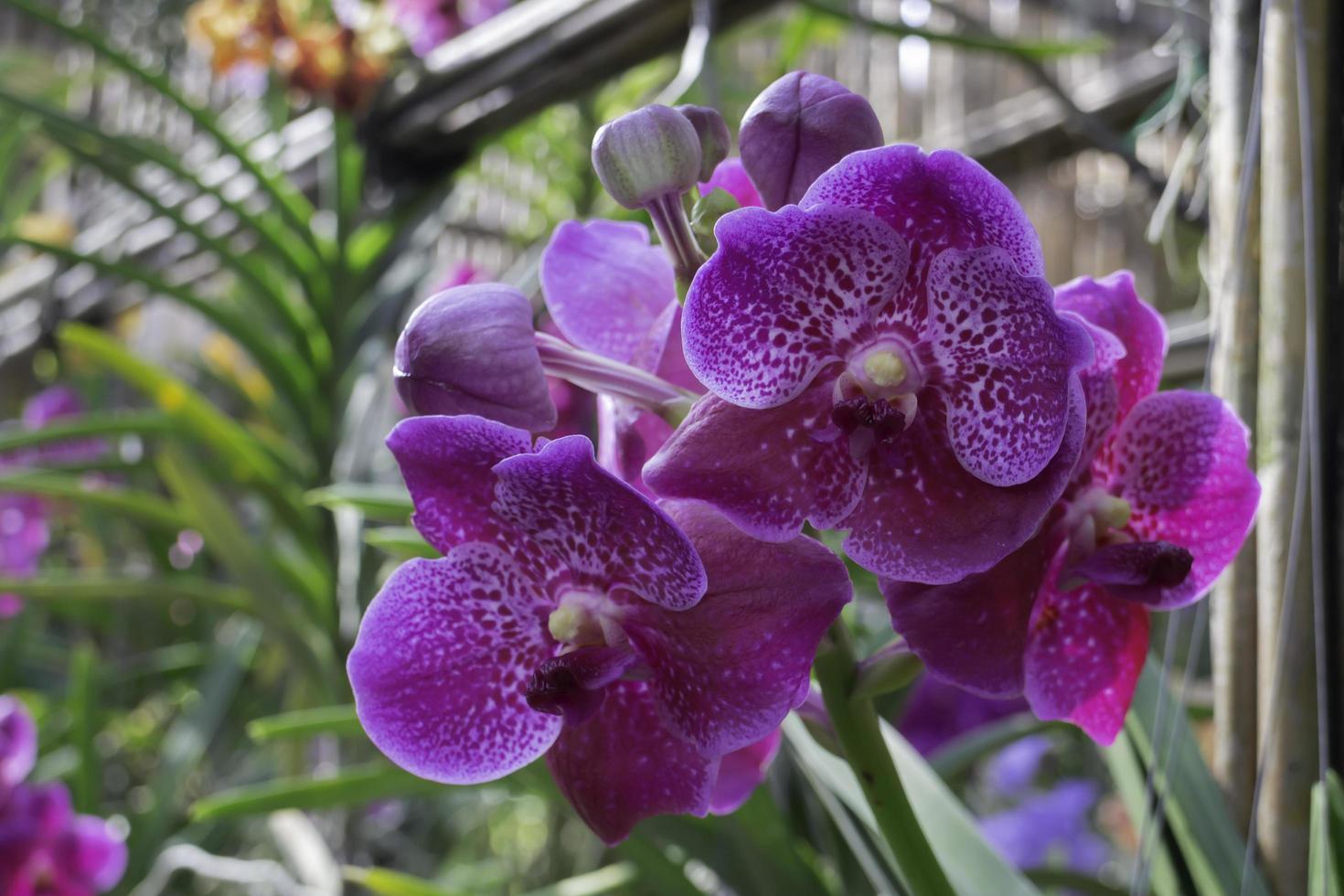 flor de la orquídea púrpura foto