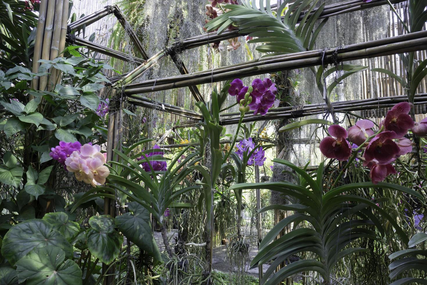 orquídeas en una casa verde foto