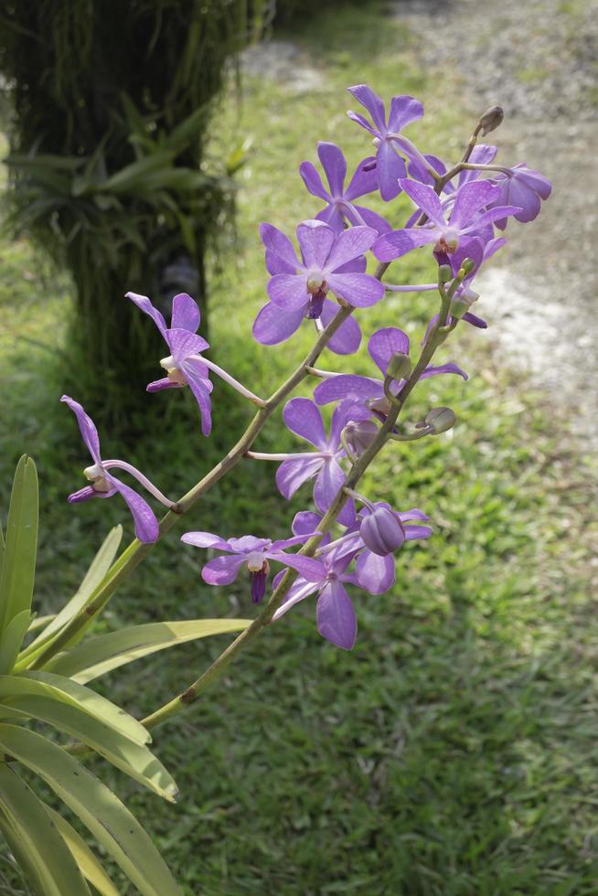 Purple flower in the garden photo