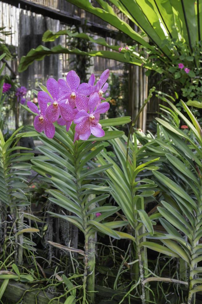 Pink flower in the garden photo