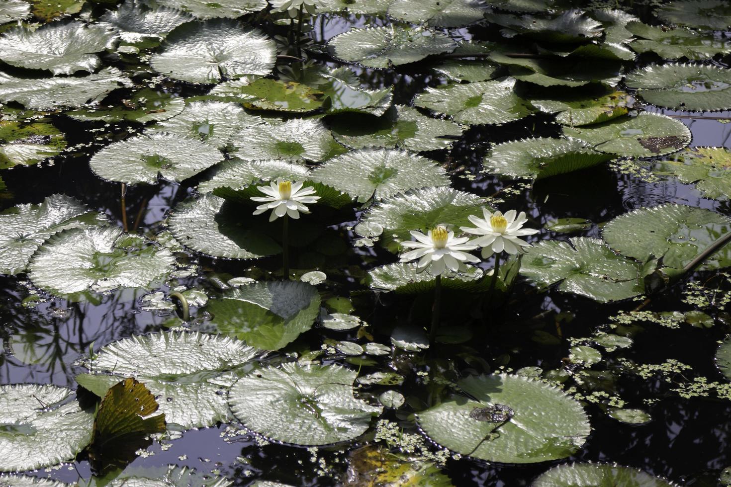 Lily pads in a pond photo