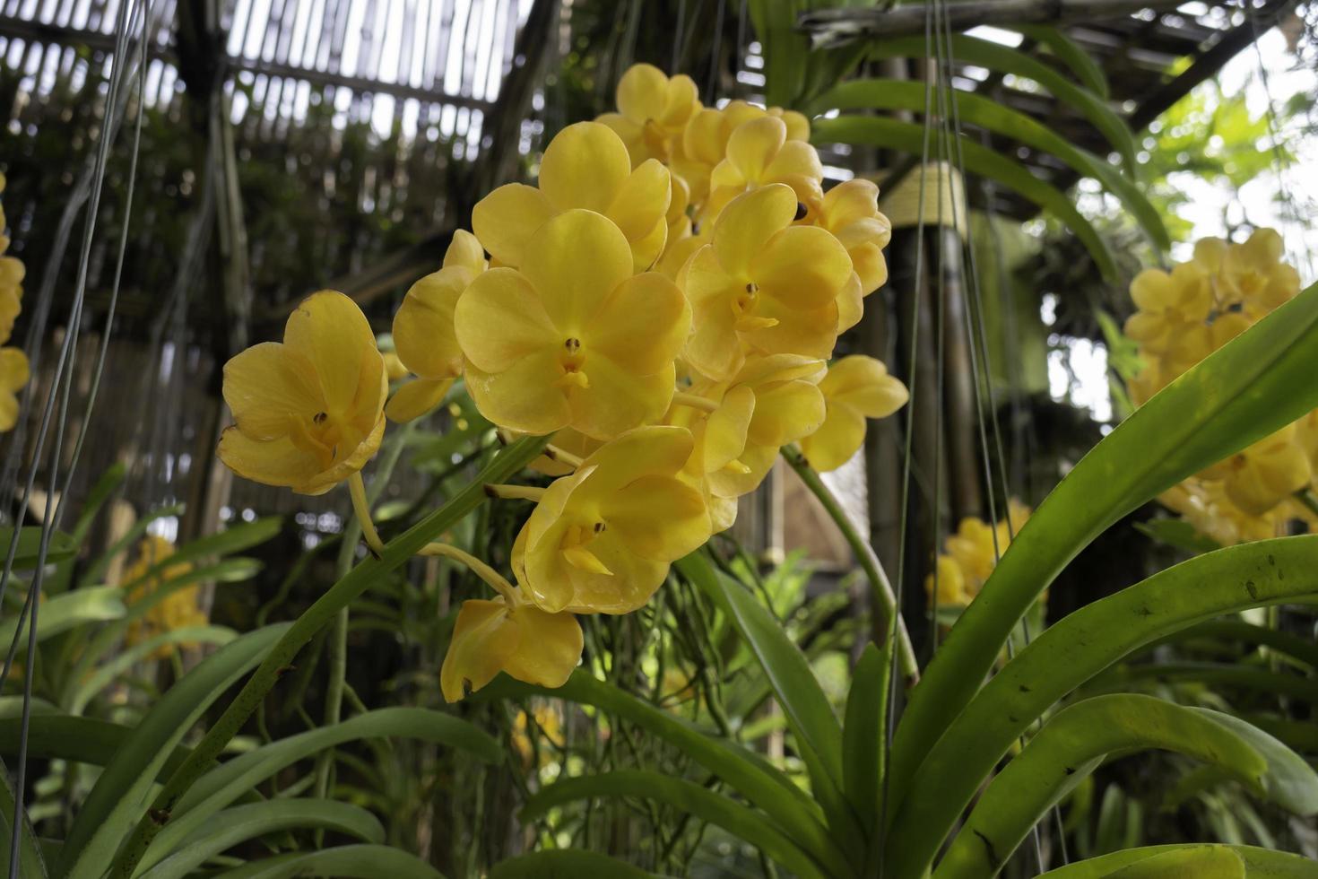 Yellow orchids in garden photo