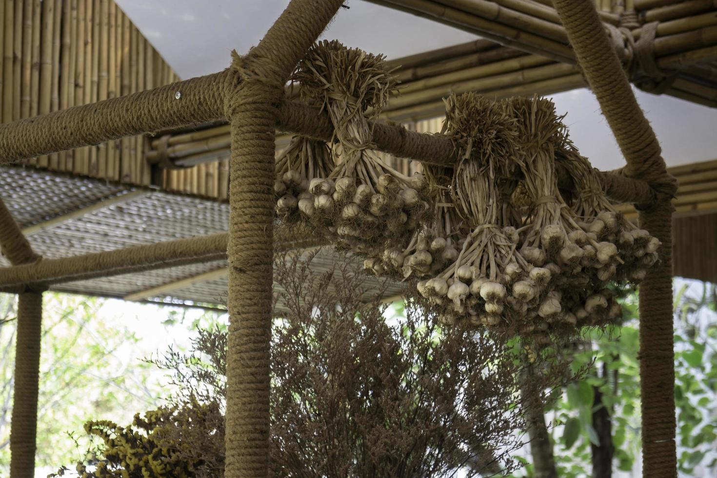 Garlic drying in a hut photo