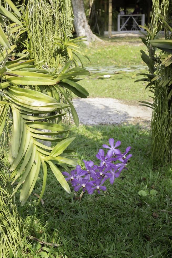 flor morada en un jardín foto