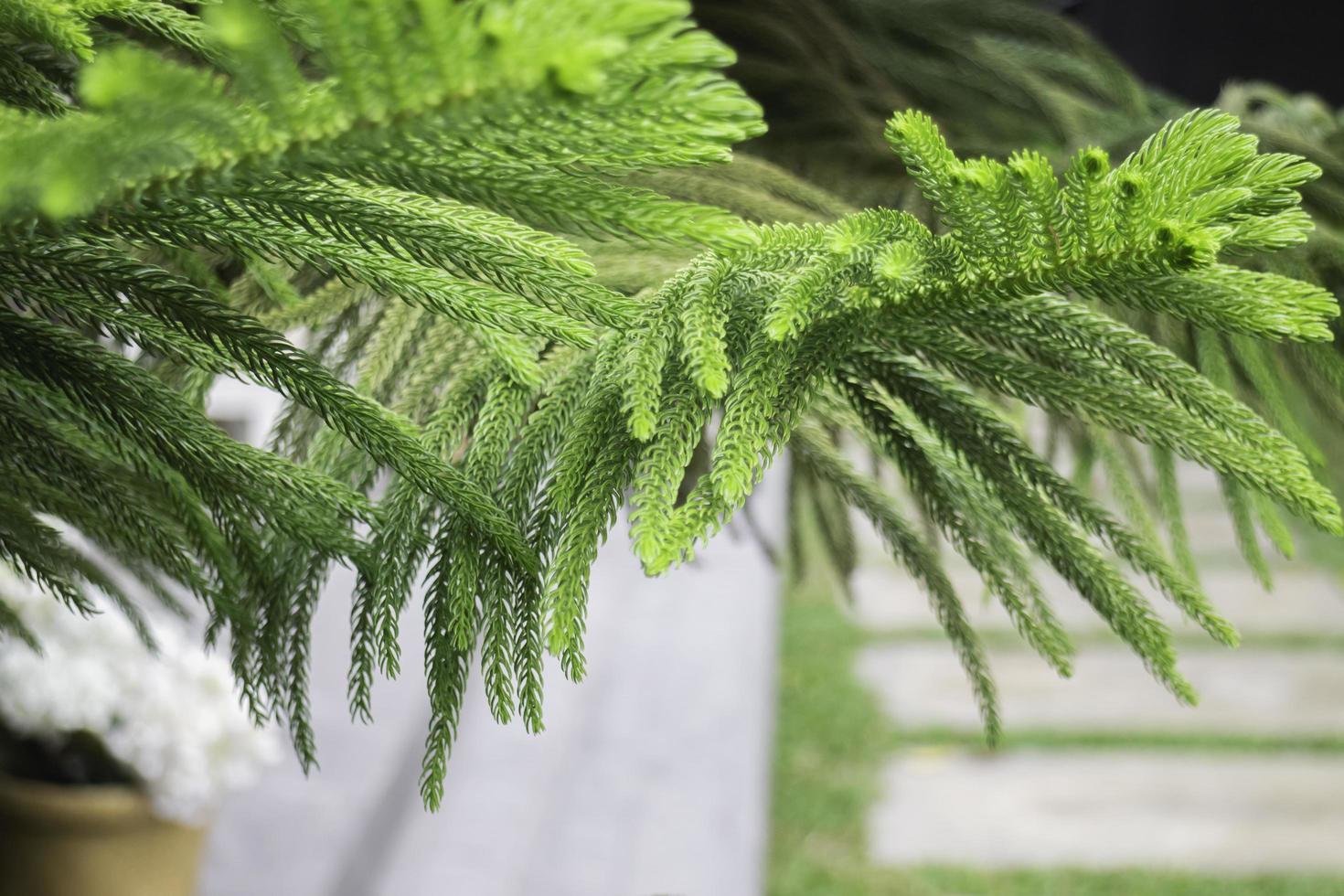 hojas de arbol verde foto