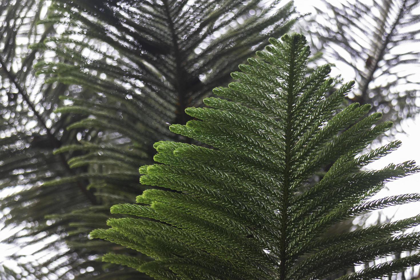 Close up of green tree leaves photo