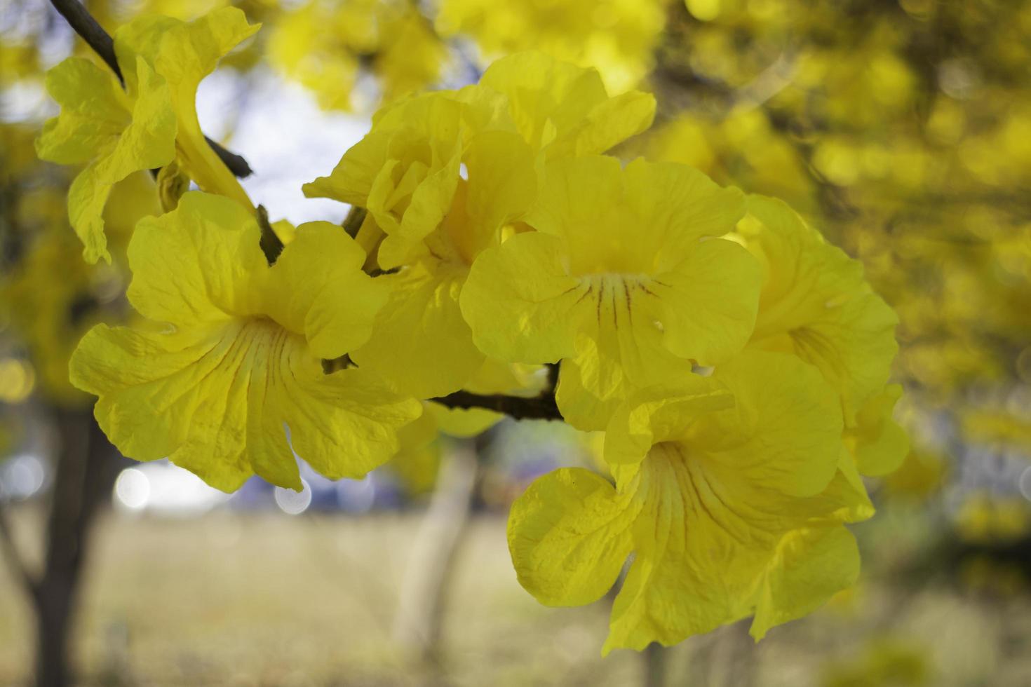 Beautiful yellow summer flower blossom photo