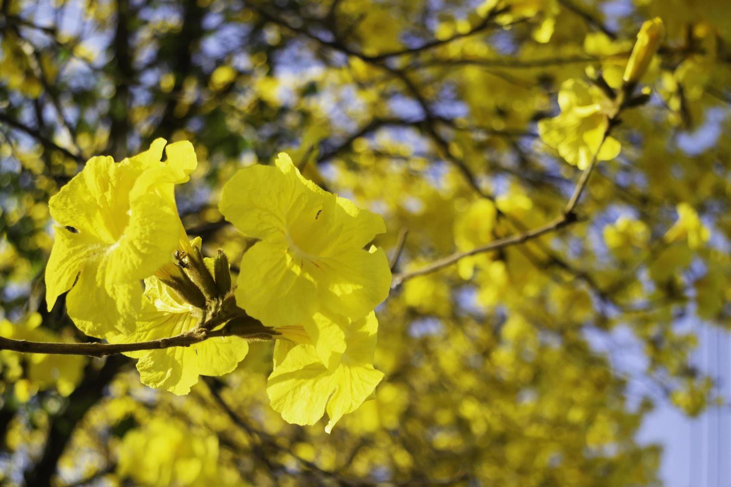 Beautiful yellow summer flower blossom photo