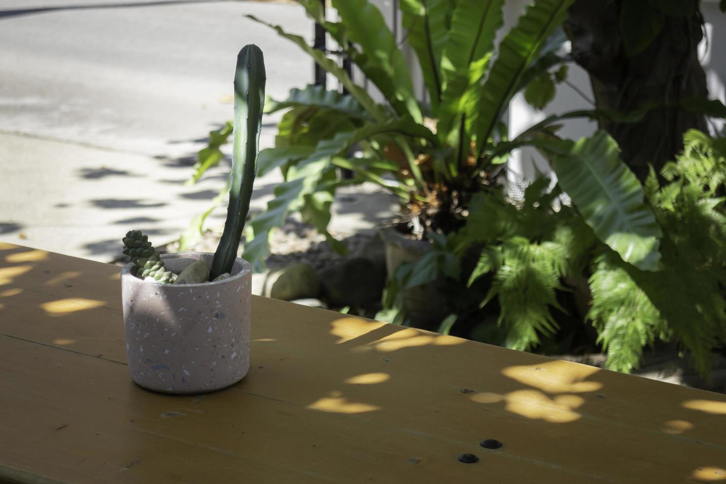 Cactus in a plant pot photo