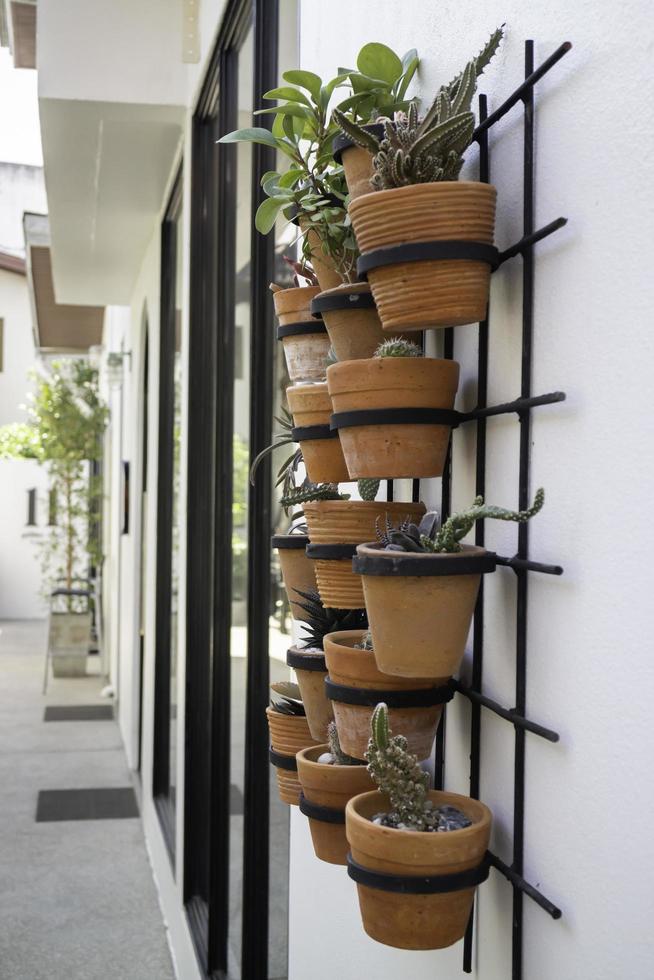 Wall of plants photo