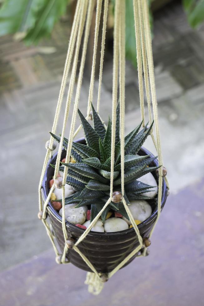 Cactus hanging in macrame photo