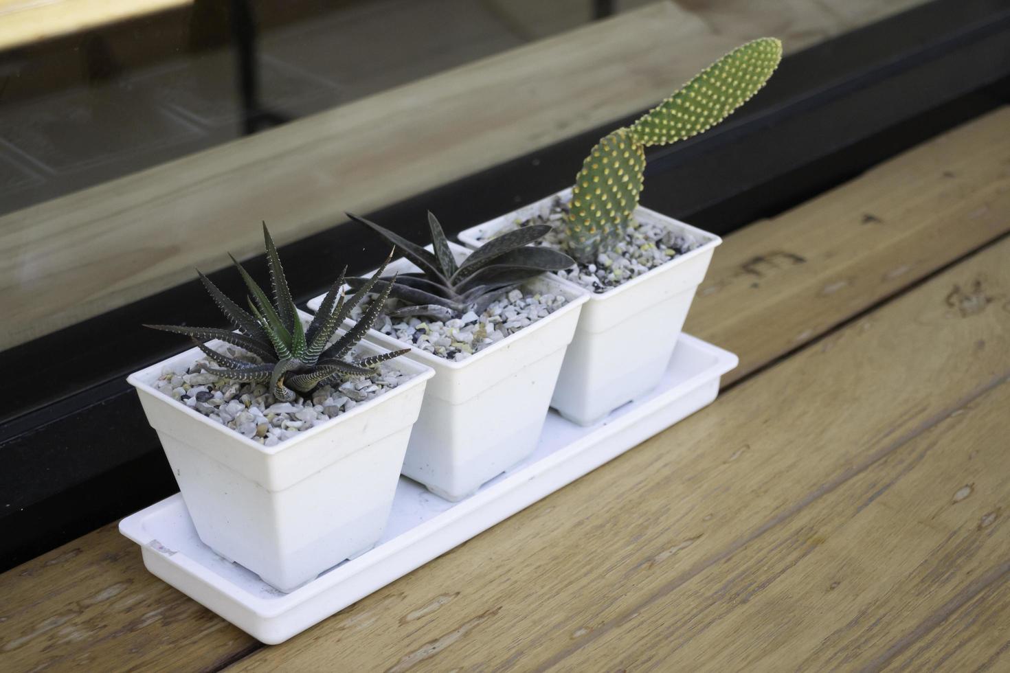 Cacti in white pots photo