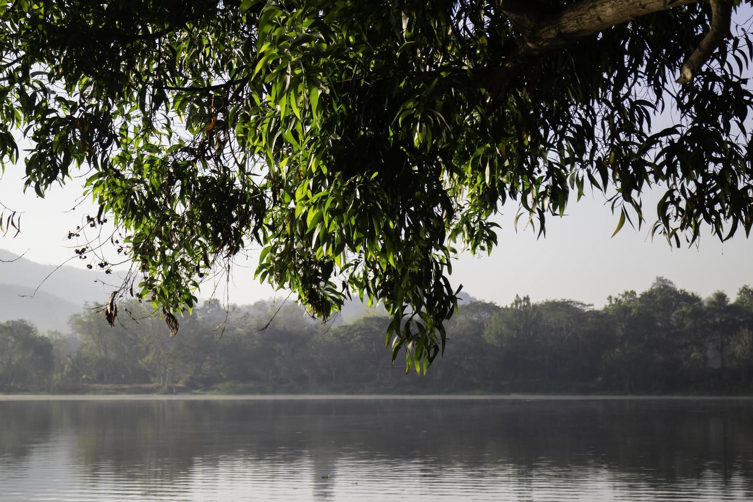 Tree and lake photo