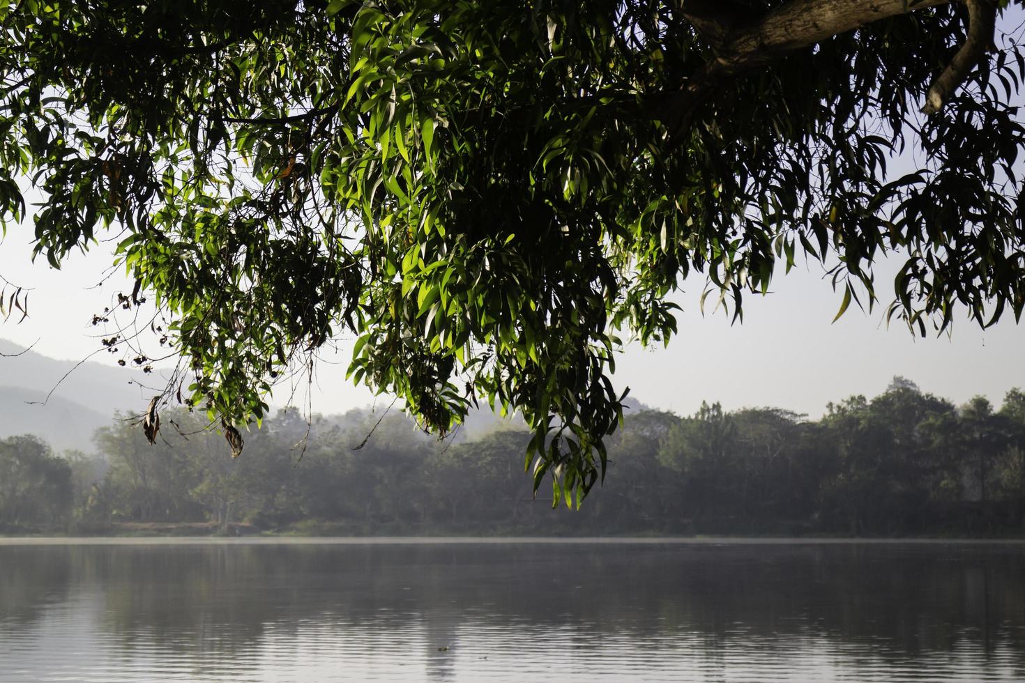 árbol y lago foto