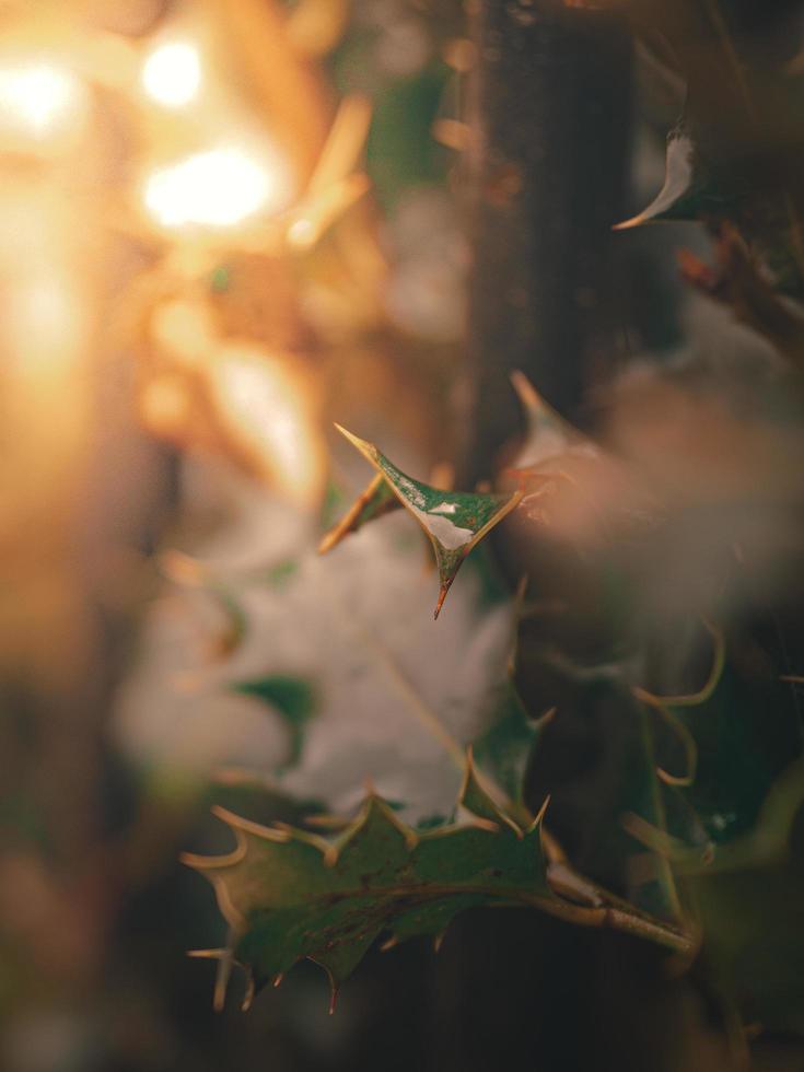 cerca de los arbustos de acebo foto