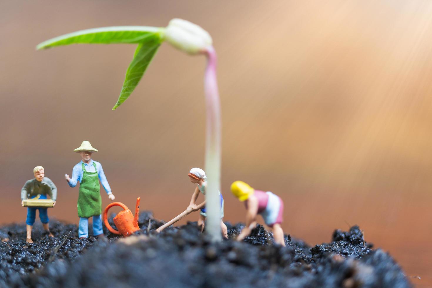 Jardineros en miniatura cuidando el cultivo de brotes en un campo, concepto de medio ambiente foto