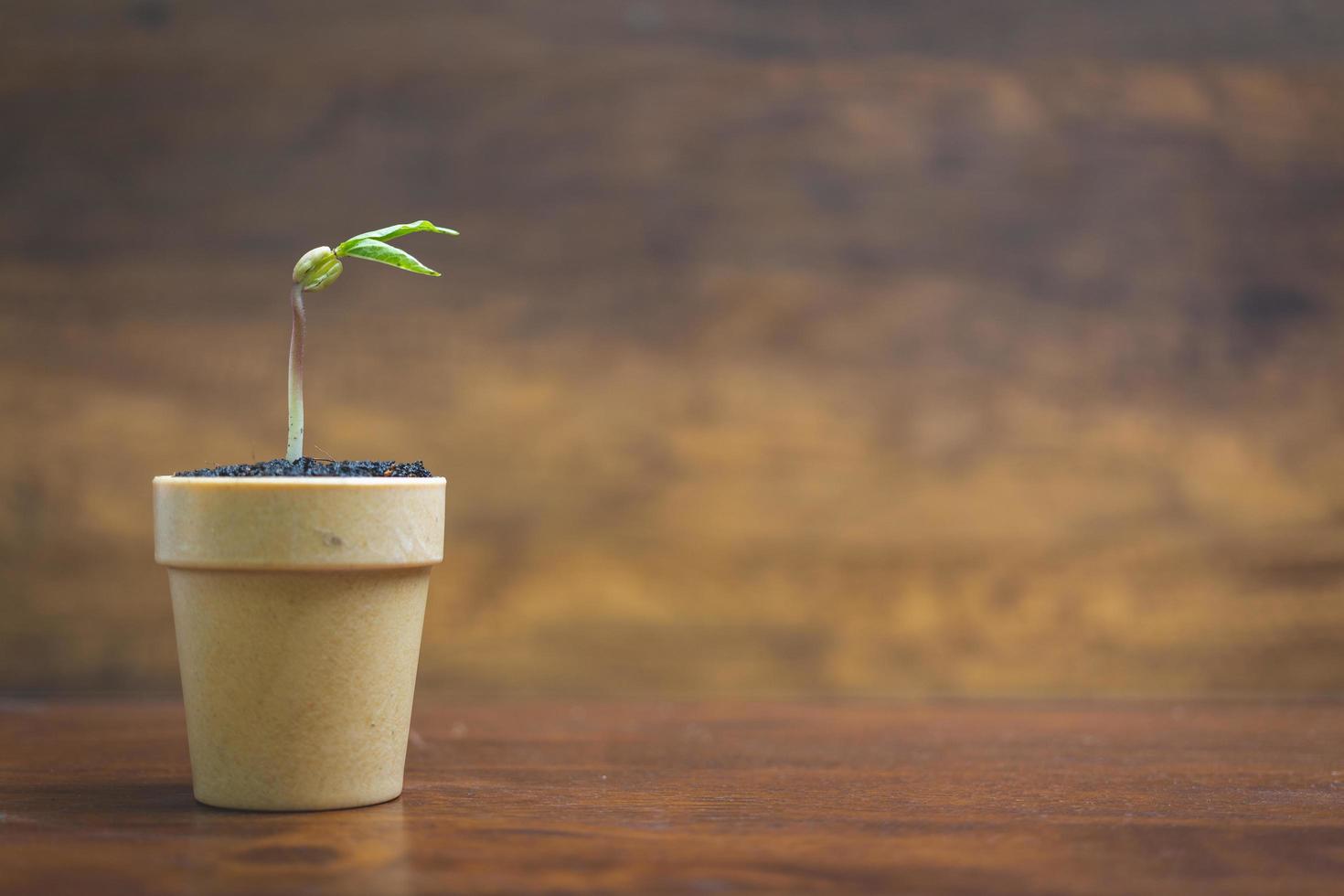 Green sprouts growing in a pot on a wooden background, seedling and plant photo