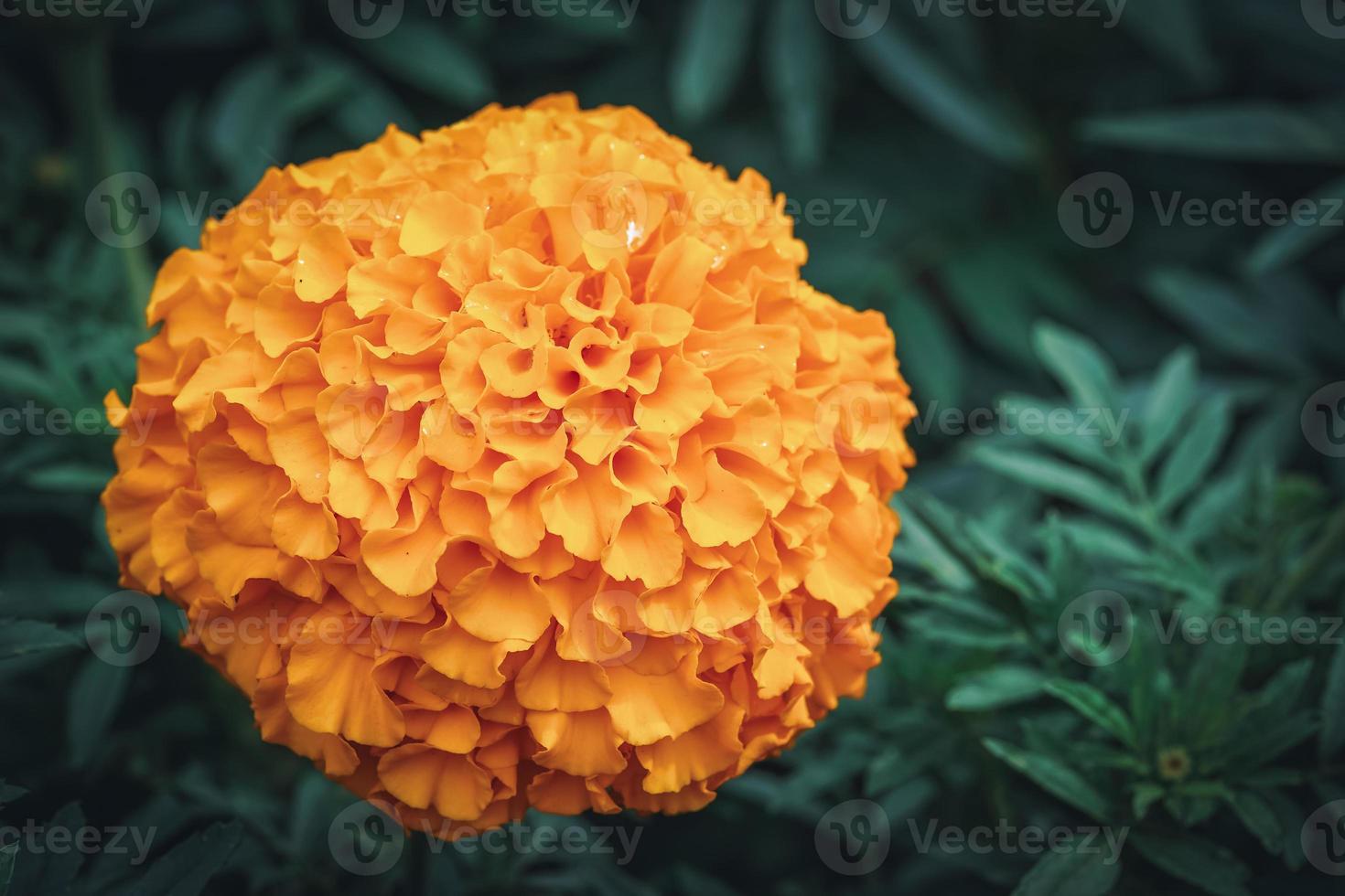 Flor de caléndula africana en un jardín. foto