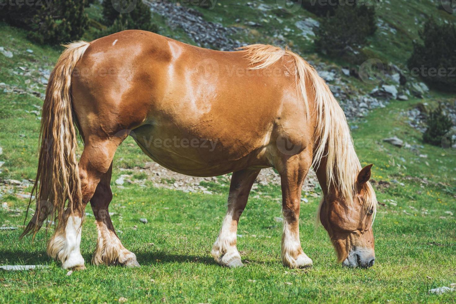 Chestnut horse grazing in a meadow photo