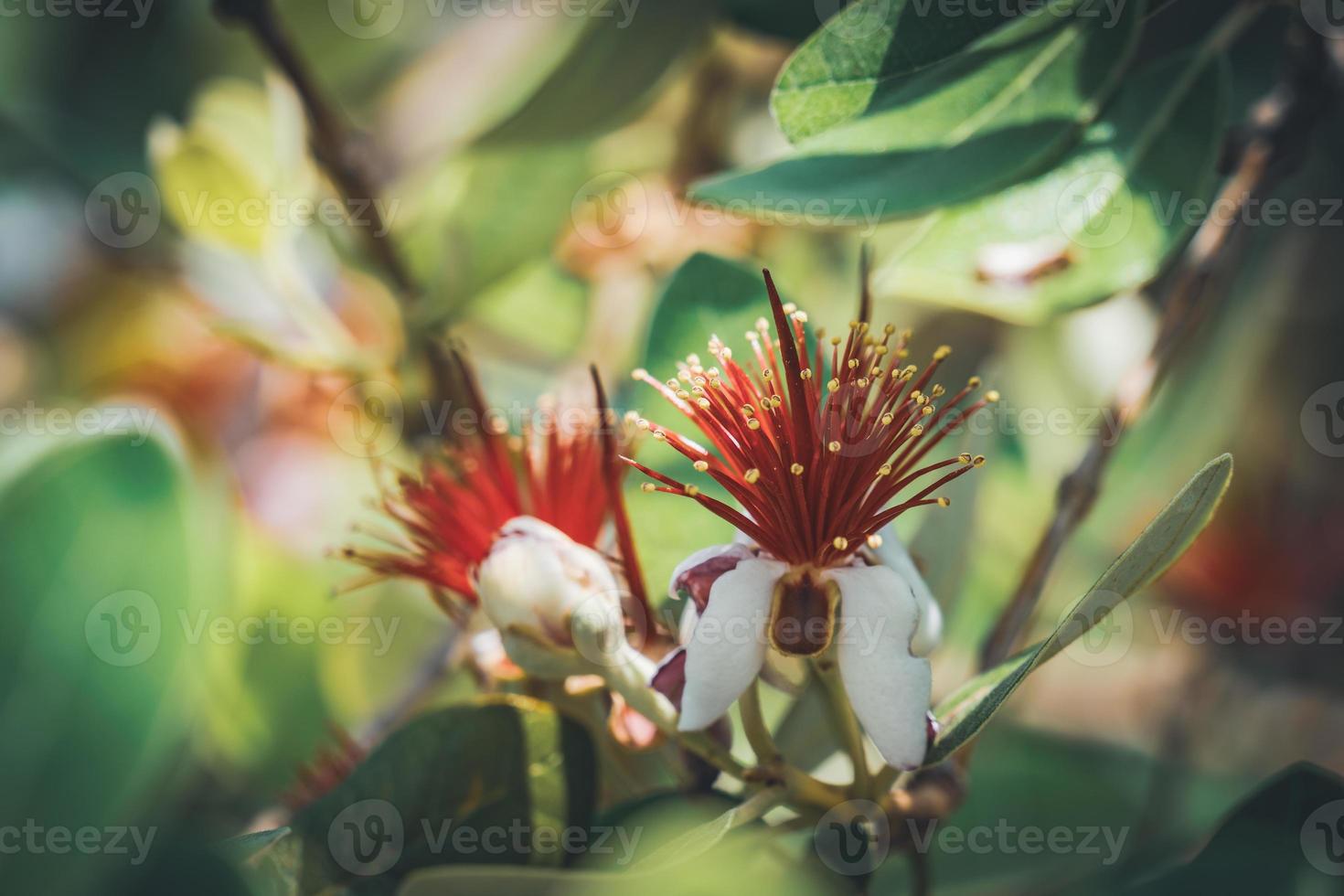 Exotic red flowers of Pineapple Guava tree photo