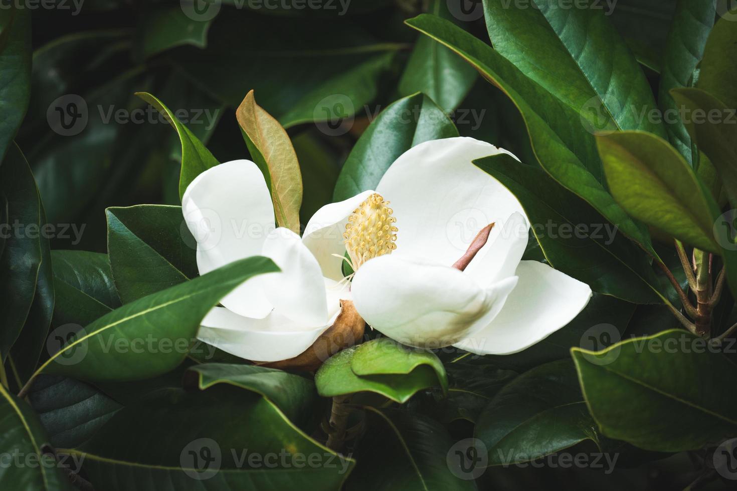 flor de magnolia blanca entre el follaje verde foto