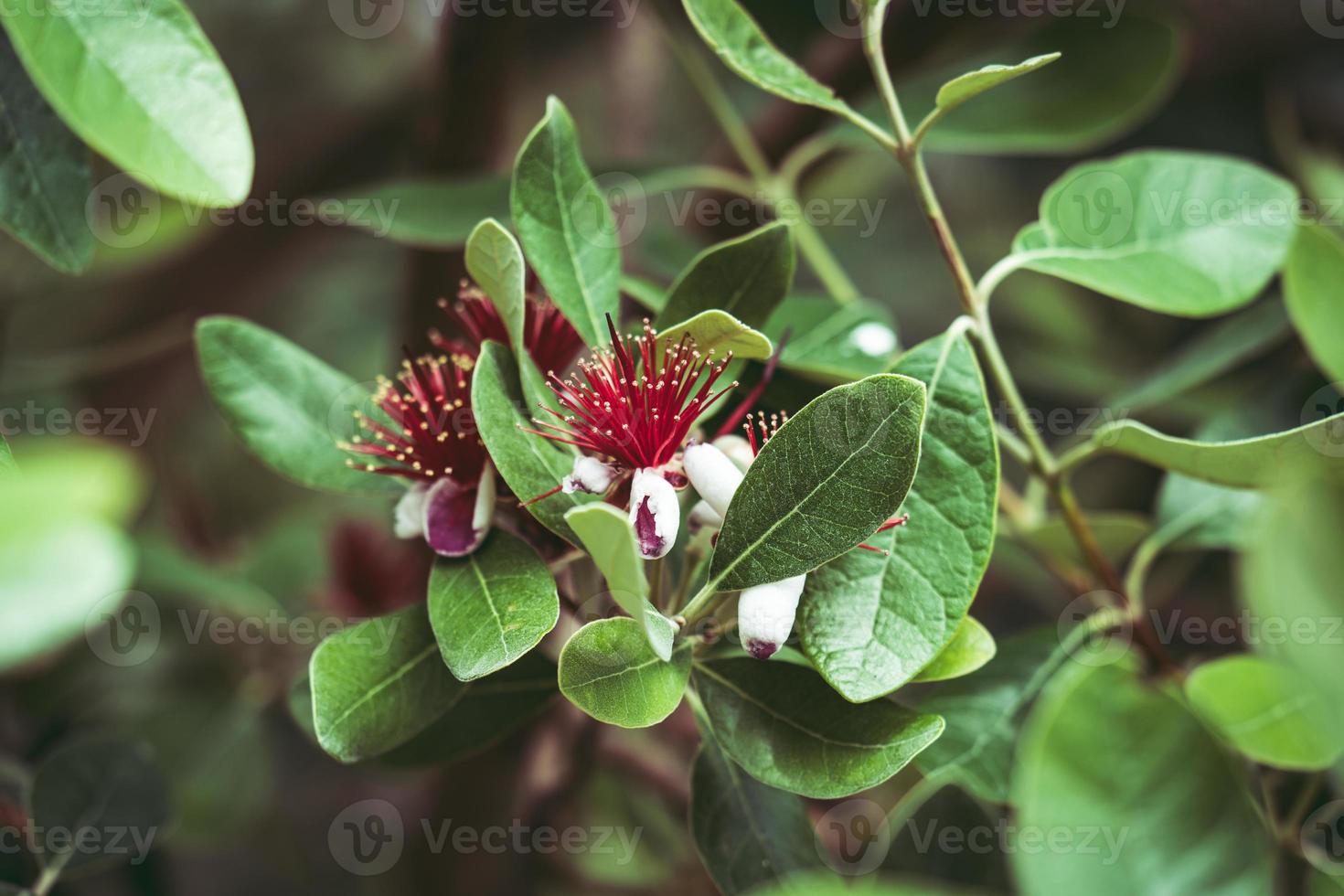 Exotic red flowers of Pineapple Guava tree photo