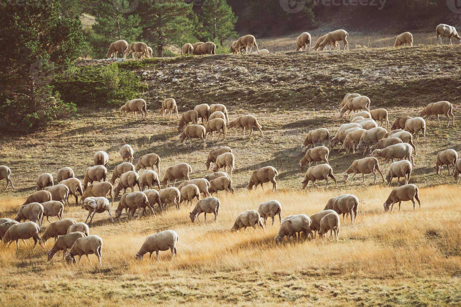 Flock of sheep grazing in the field photo