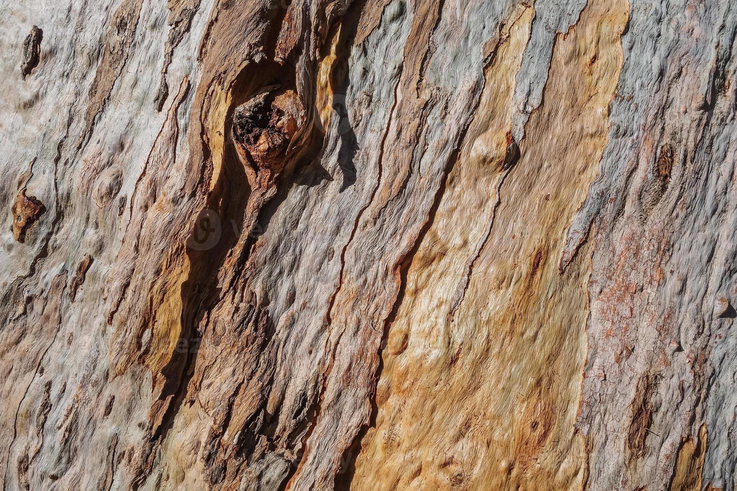 Texture of bark of an old eucalyptus tree photo