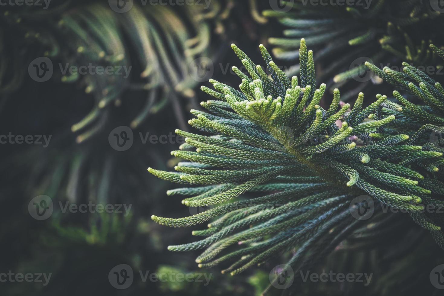 Needle leaves of Norfolk Island pine tree photo