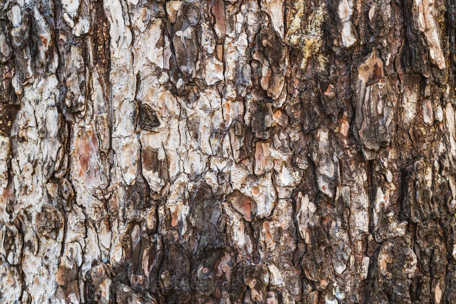 Texture of the bark of an old pine tree photo