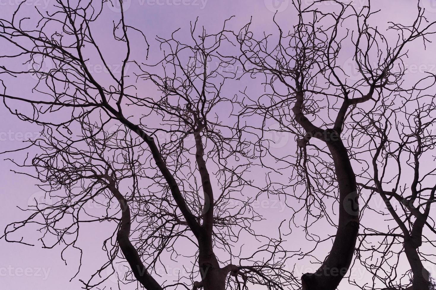 Bare branches of a horse chestnut tree at purple sunset photo