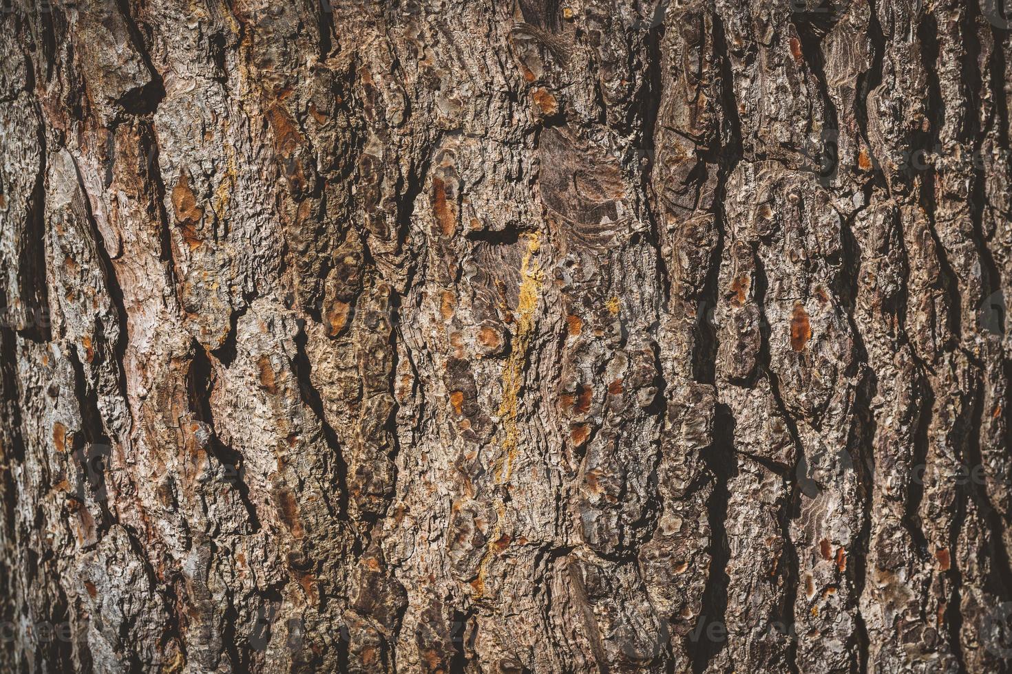 Texture of the bark of an old pine tree photo