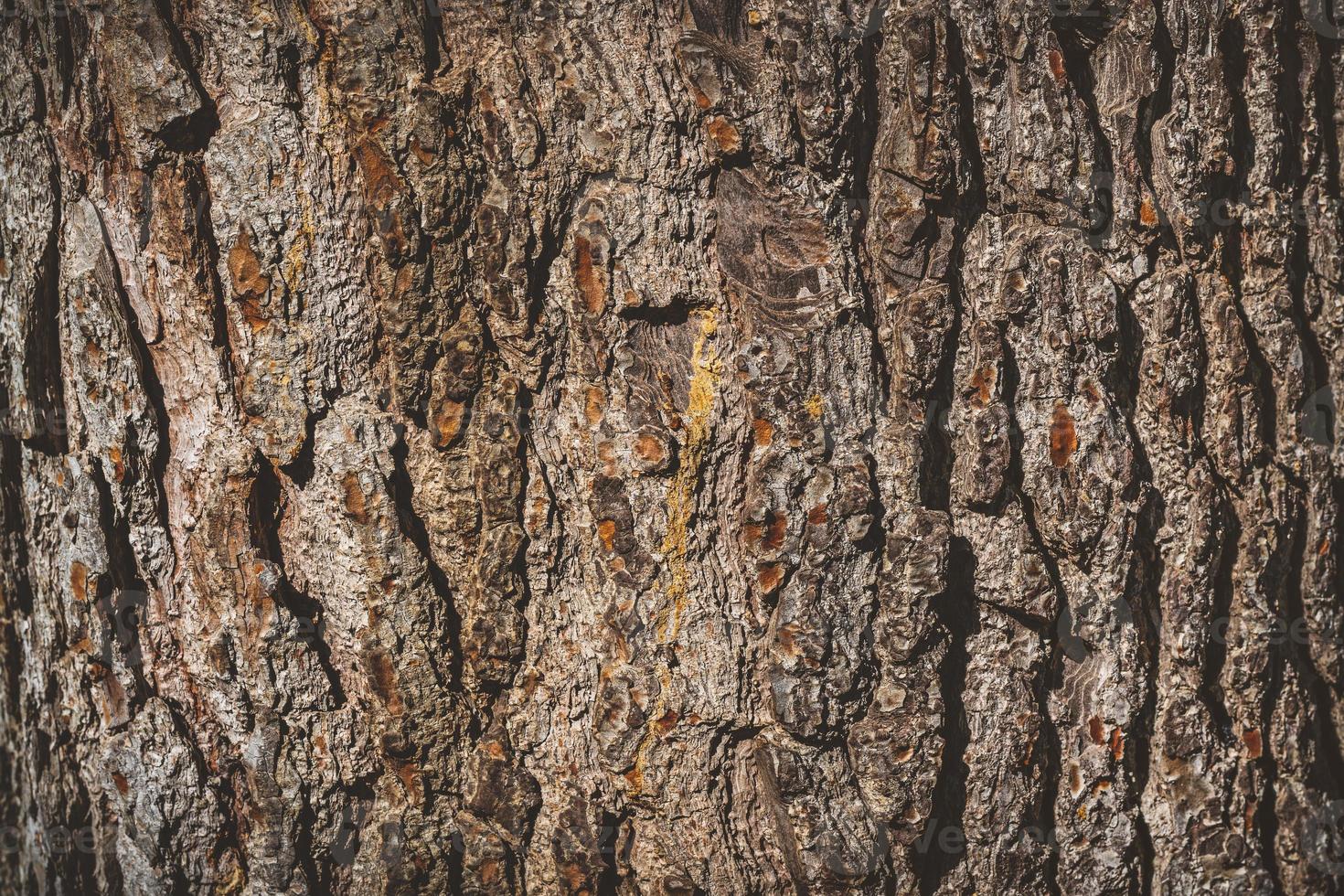 Textura de la corteza de un pino viejo foto