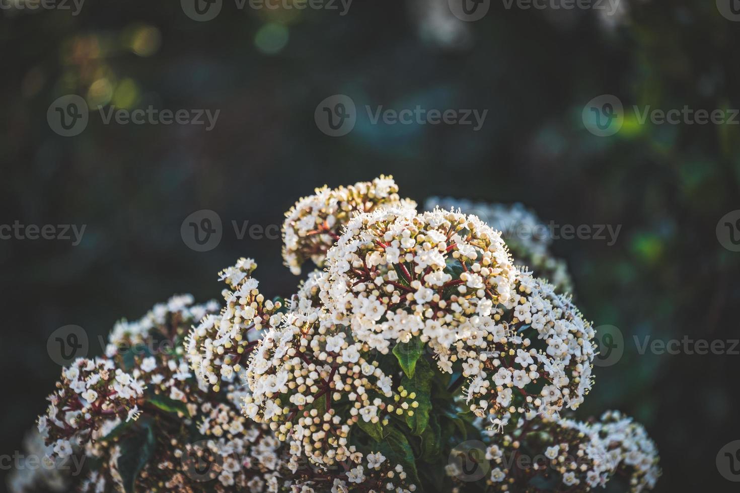 Flowers and buds of a Viburnum tinus shrub photo