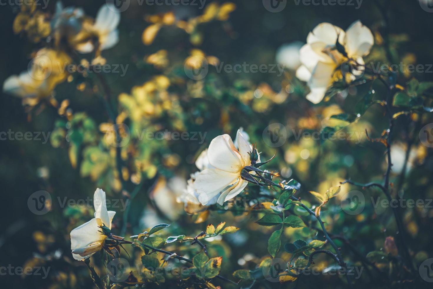 Flowers of mini rose bushes photo